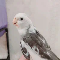 عروس هلندی نَر بالغ ( وایت فیس ) رام و چلوندنی