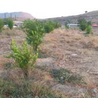 فروش باغ کشاورزی متری یک میلیون تومان. سرپری|فروش زمین و ملک کلنگی|دهدشت, |دیوار