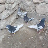 یال سیاه یال قهویی|پرنده|کازرون, |دیوار