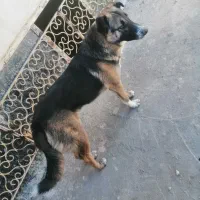 حیوان|سگ|چناران, |دیوار