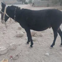 قاطر نرک 5سال|حیوانات مزرعه|کوه چنار, |دیوار