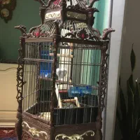 عروس هلندی|پرنده|ری, هاشمآباد|دیوار