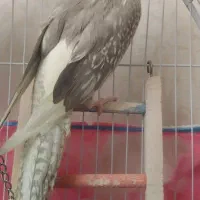 عروس هلندی|پرنده|محمدیه-قزوین, |دیوار