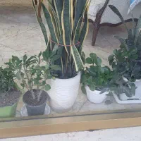 مقداری گل آپارتمانی|گل و گیاه طبیعی|شهریار, شهریار|دیوار