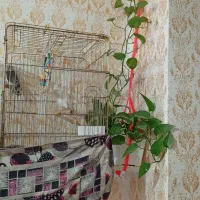 فروش فوری عروس هلندی|پرنده|خرم‌آباد, |دیوار