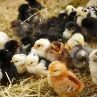 فروش جوجه بومی و نیمچه بالای ۵۰۰ عدد