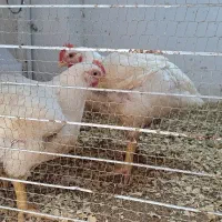 فروش مرغ ارگانیک در منزل