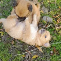 توله سگ فروشی|سگ|رودسر, |دیوار