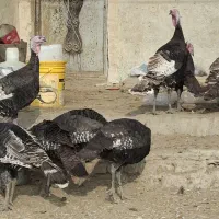 تعدادی بو قلمون محلی ب فروش میرسد