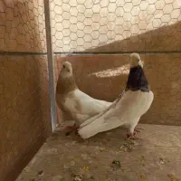 کفتر طوقی کاکلی پالخت هفرنگ  دوجفت|پرنده|تهران, کوثر|دیوار