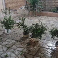 گل آپارتمانی|گل و گیاه طبیعی|بجنورد, |دیوار