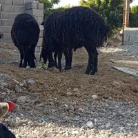 بره نر|حیوانات مزرعه|کوهسار (البرز), |دیوار