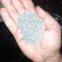 بذر درجه یک