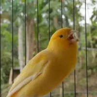 فروش قناری نر و ماده و 5تا جوجه|پرنده|تهران, مهران (سیدخندان)|دیوار