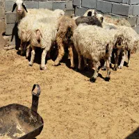 فروش ۱۰راس میش خوش قیمت|حیوانات مزرعه|شیراز, ارم|دیوار