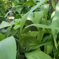 گیاه برگ عبایی