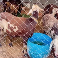 ۵راس میش پلنگی بروجردی ابستن با دوتا بره قوچ پلنگی