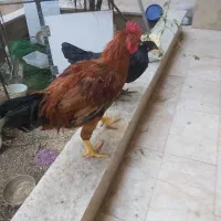 مرغ و خروس رسمی