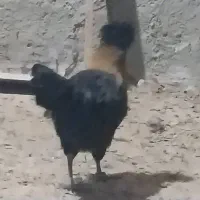 خروس و مرغ محلی به همراه جوجه|حیوانات مزرعه|الیگودرز, |دیوار