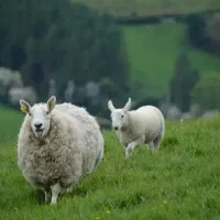 گوسفند زنده۲۴ ساعته برادران کریمی