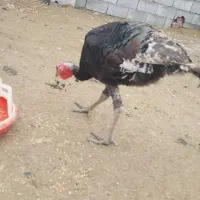 بوقلمون برنز سینه پهن انگلیس فروشی|پرنده|قائمشهر, |دیوار