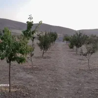 فروش باغ به مساحت ۱۰۰۰متردرحاجی اباد|فروش زمین و ملک کلنگی|همدان, |دیوار