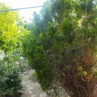 کارگر ساده در باغچه رستوران