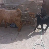 دو عدد گیسه دوتاش کهره پاش