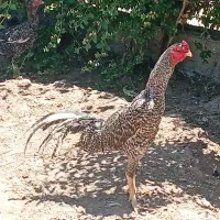 مرغ و خروس اوشامو کوکو