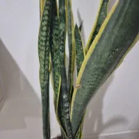 تابلو مغازه