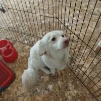 اشپیتز پامرین 7 ماهه نر