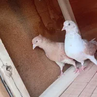 کفتر