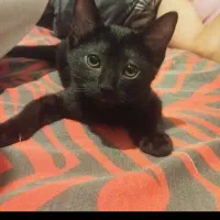 واگذاری گربه