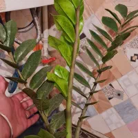 زاموفیلیا عمده