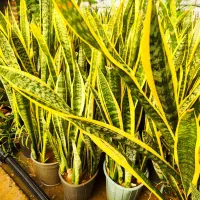 گل سانسوریا تعداد بالا عمده خرده|گل و گیاه طبیعی|صوفیان, |دیوار