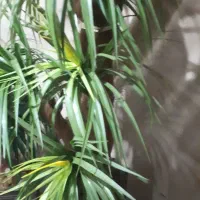 گل مصنوعی واسه دکور خانه، اتاق|گل مصنوعی|آستانه اشرفیه, |دیوار