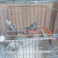 لباس عروس هلندی|لباس|زاهدان, |دیوار