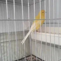 قناری نر|پرنده|بهارستان, |دیوار