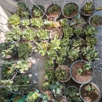 کاکتوس اگاو