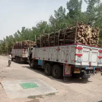 خرید انواع چوب کلی و جزئی به بالاترین قیمت|خدمات باغبانی و درختکاری|نیشابور, مازول|دیوار