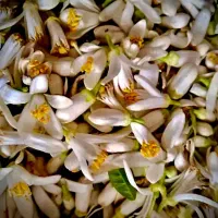بهارنارنج-فرهنگ سازی-بهار نارنج