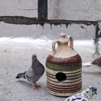 باسلام خریدار این جوجه سبز هستم