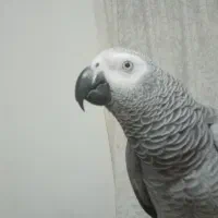 کاسکو ۵ ساله