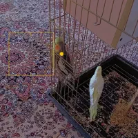 عروس هلندی|پرنده|نقده, |دیوار