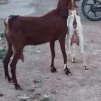 دوعددبزپاکستانی جوان درشت خیلی شیرا بدون بزغاله