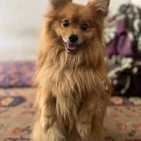 سگ پامرانین  روباهی  عکس نمونه از سایت گرفتم