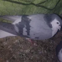 کفتر معاوضه