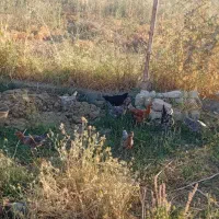 10عدد جوجه محلی درجه یک 4ماهه