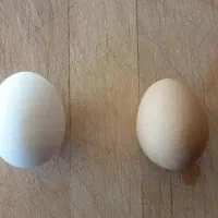 تخم مرغ محلی
