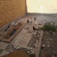 کبوتر